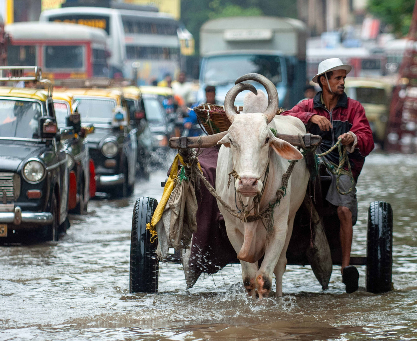 Kaali Peeli - Iconic Taxi - II