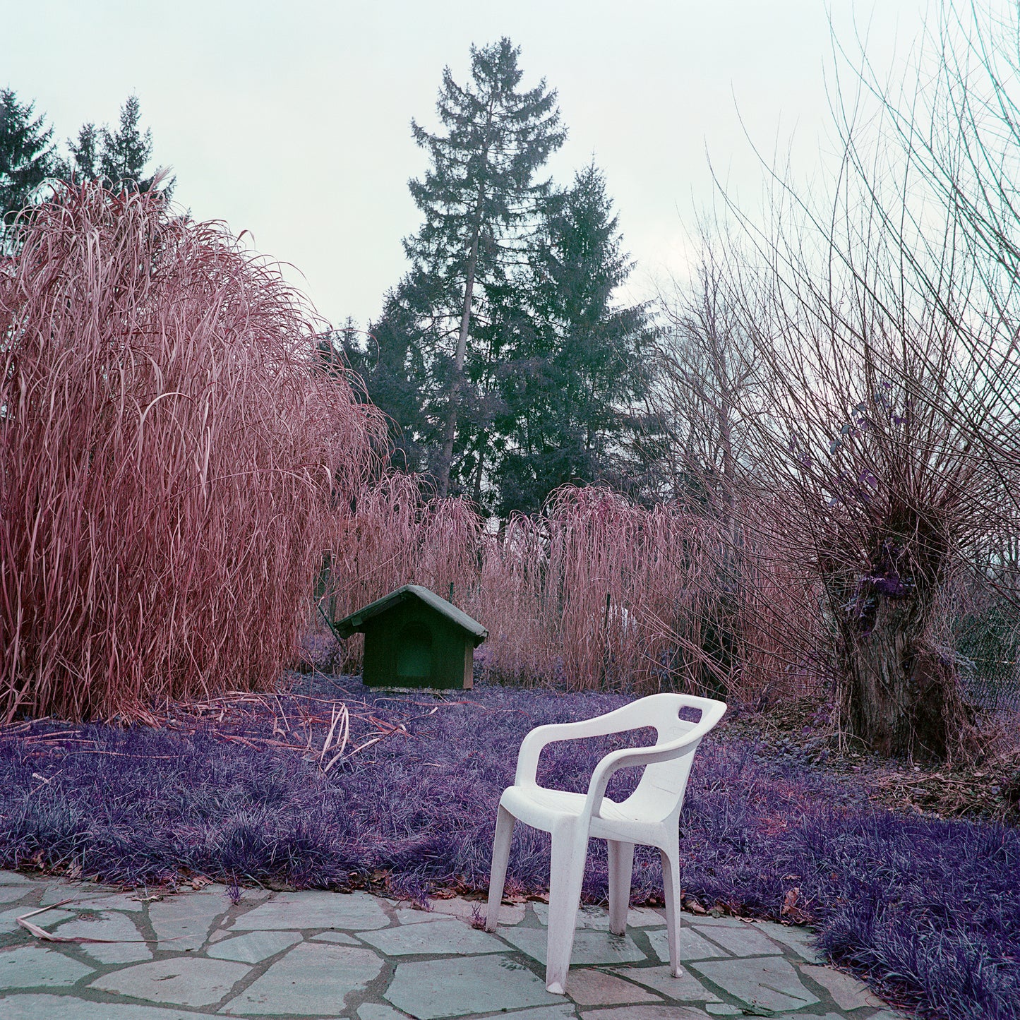 Michael’s Dead Lover, Animals in Love