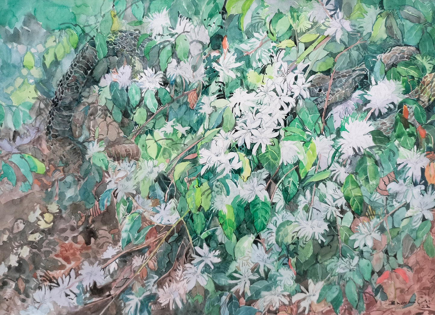 Coffee Blossom and Snake Skin Shed