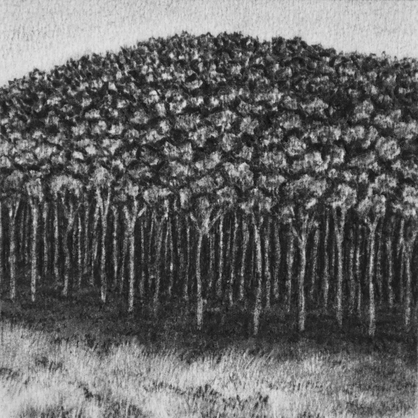 The story of a Forest