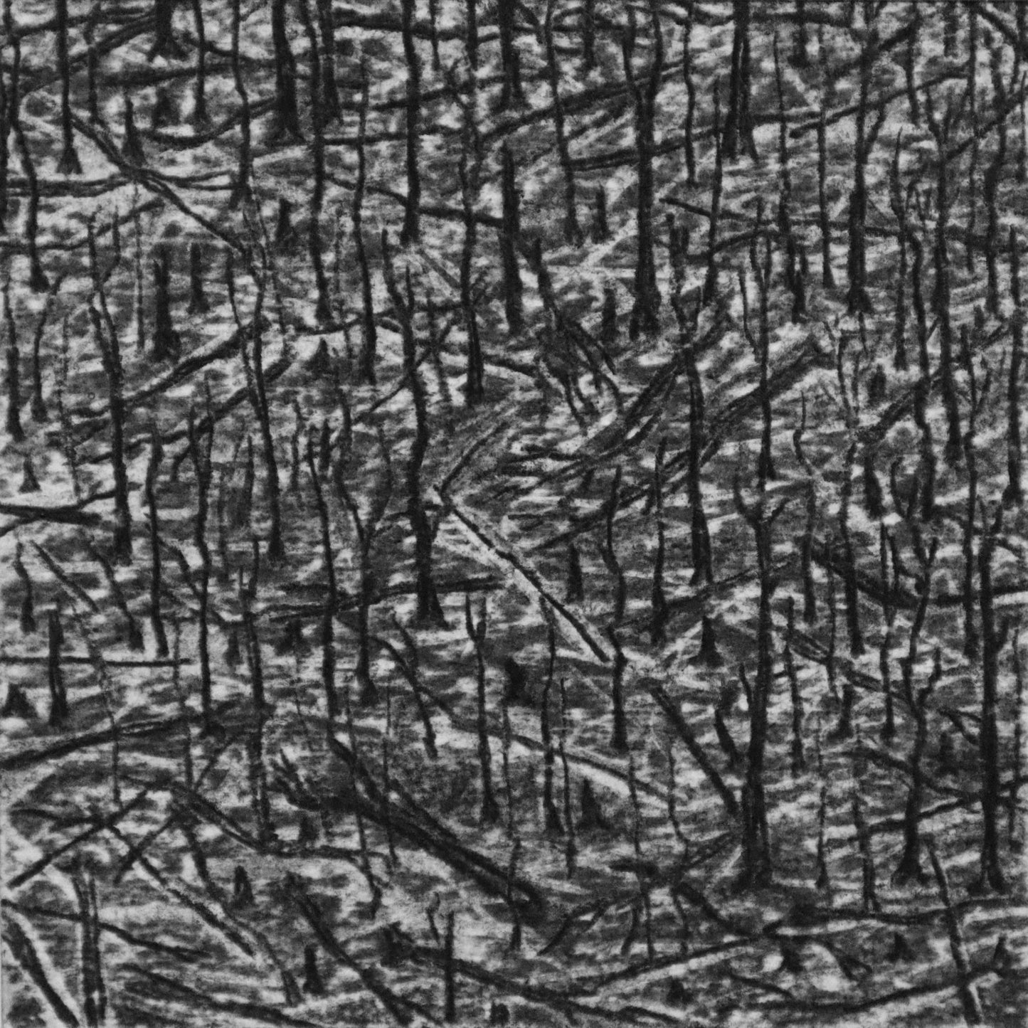 The story of a Forest
