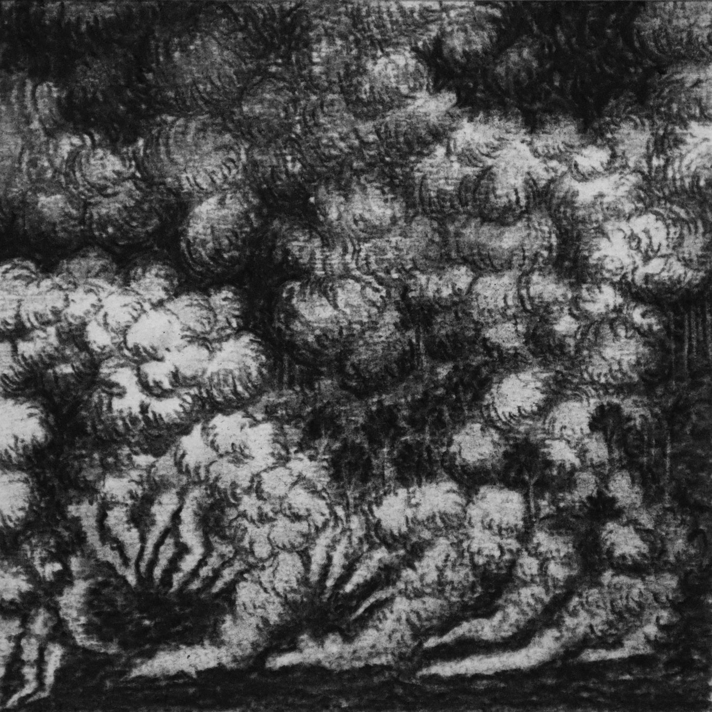 The story of a Forest