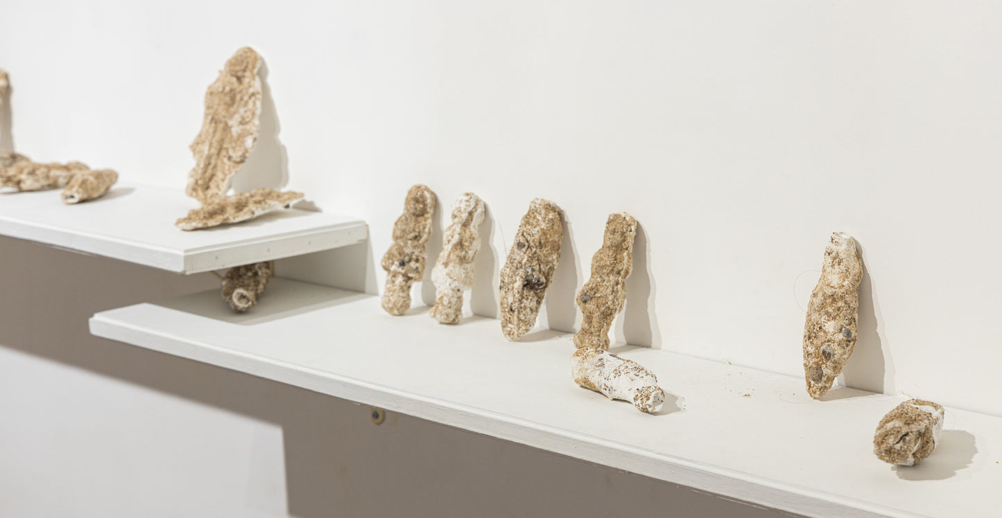 HouseHold Casebearer