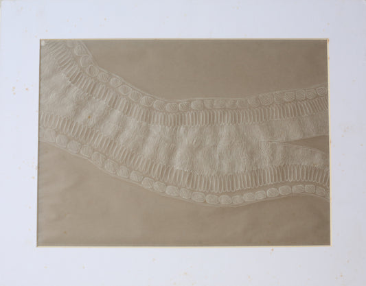 Membrane-42