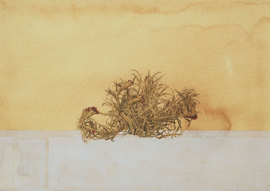 Dry flowers From My Garden
