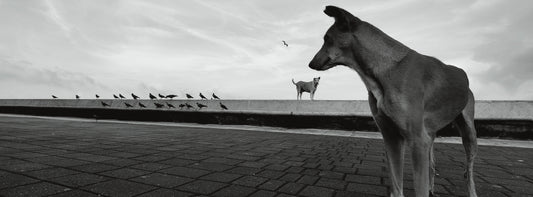 Untitled - III