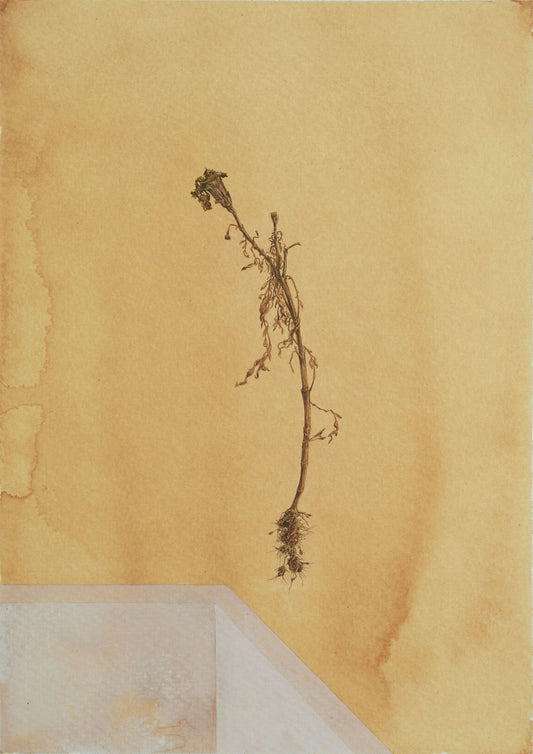 Dry flowers From My Garden III