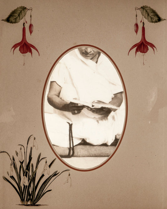 Gul - Posh XVI