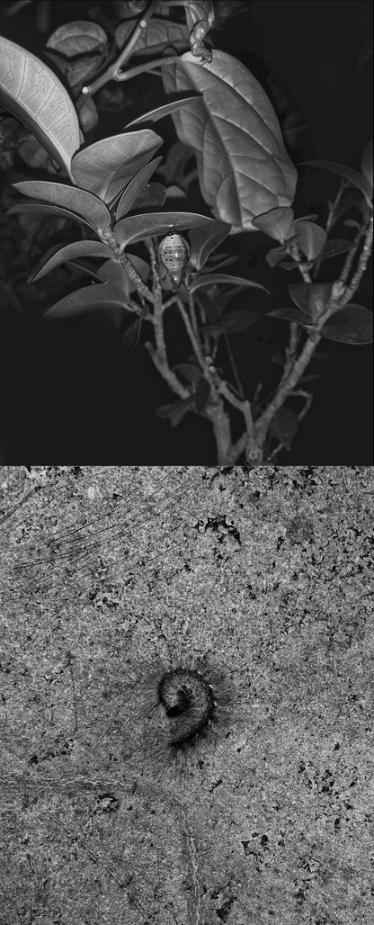 Touch, probe, belong - 4