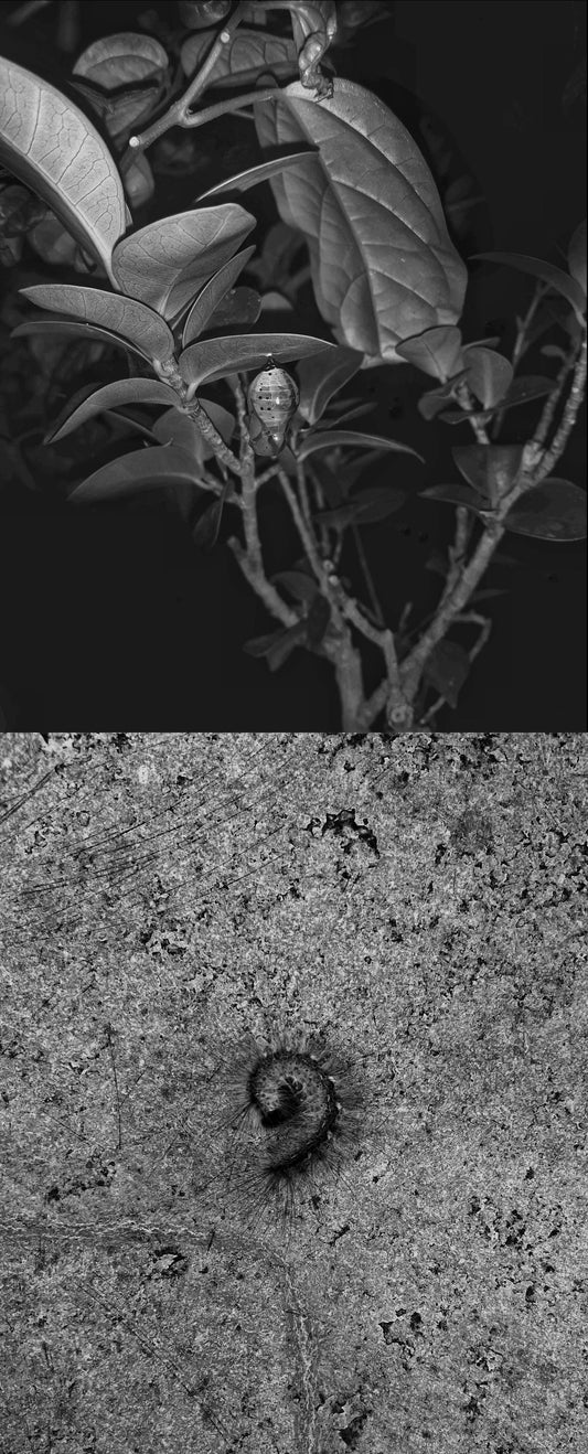 Touch, probe, belong - 4