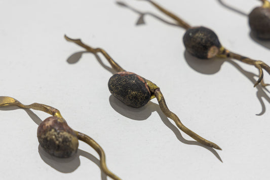 Seed Carry Life
