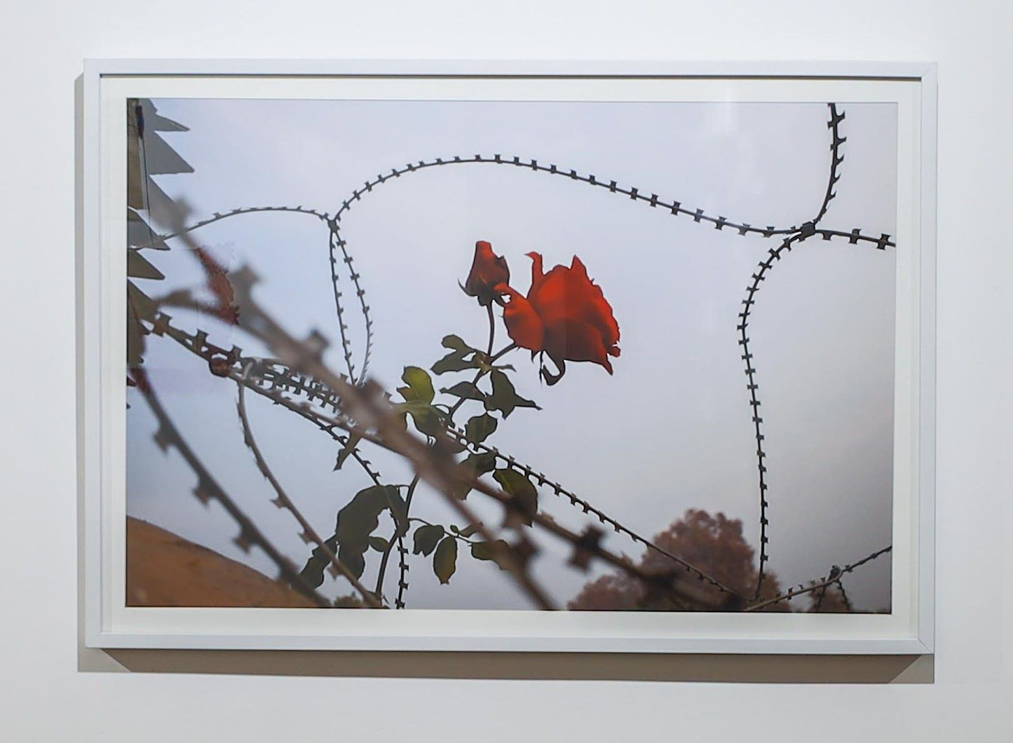 Roses and Razor Wire