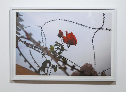 Roses and Razor Wire