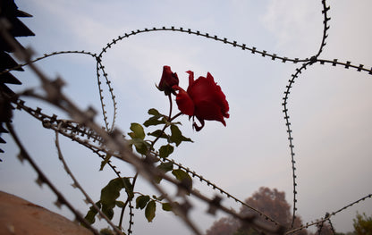 Roses and Razor Wire